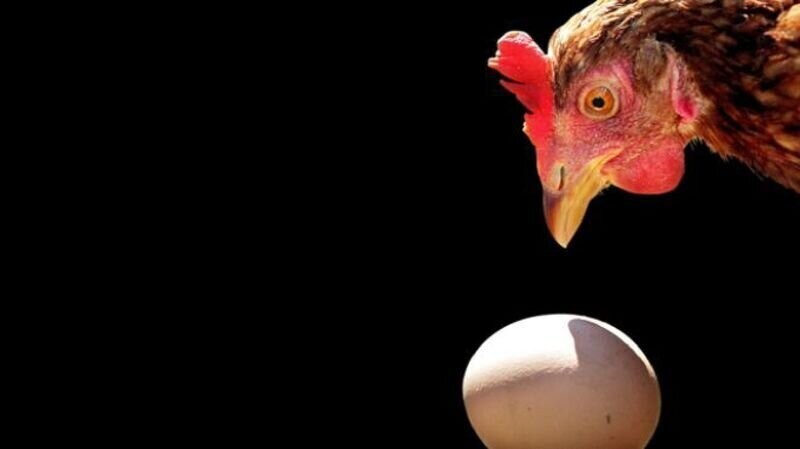 Курица появилась раньше яйца согласно Книге бытия 1:20-22.