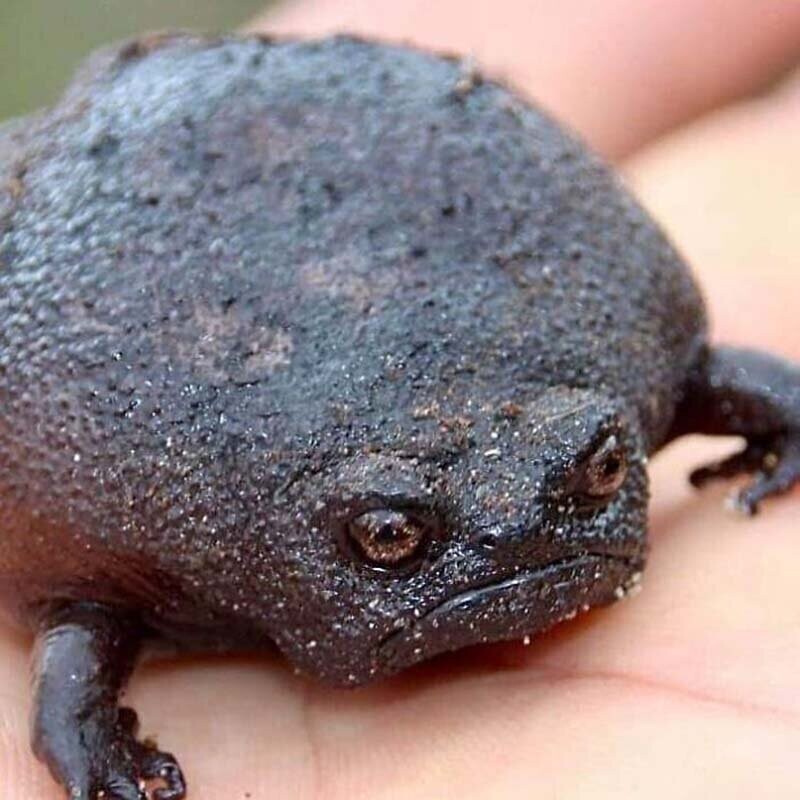 Дождевая лягушка: самая сердитая лягуха, которую вы когда-либо видели