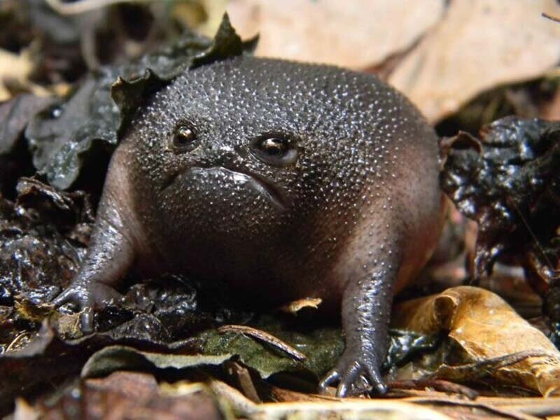 Дождевая лягушка: самая сердитая лягуха, которую вы когда-либо видели