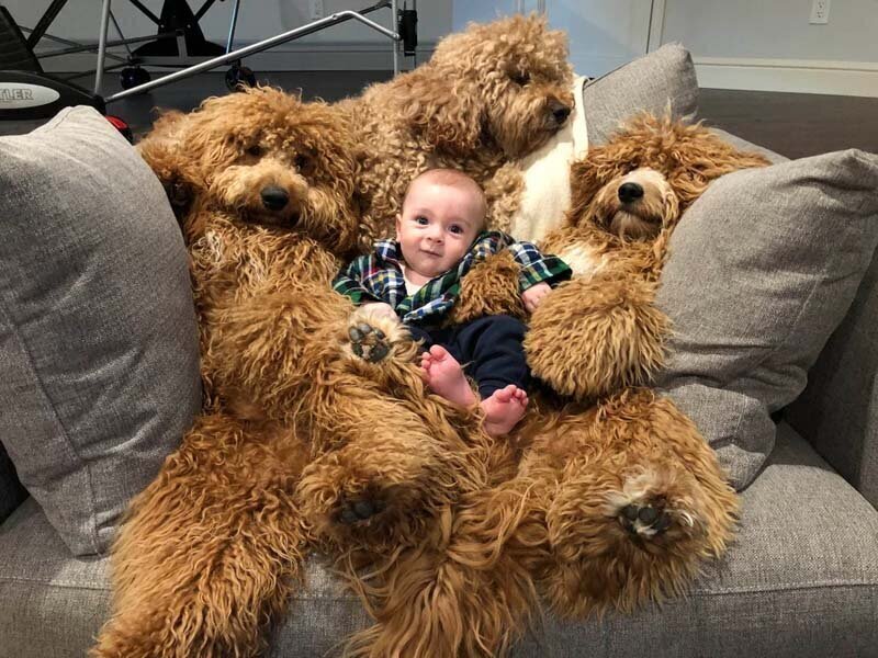 Необычная дружба мальчика и трех гигантских собак