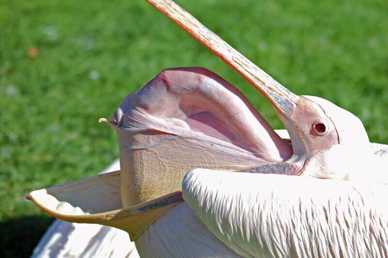 А вы видели как пеликан зевает?