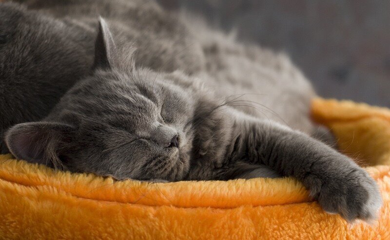 Кошки спят примерно 70% всей жизни.