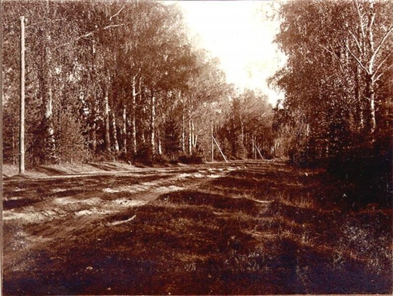 Вид на лесную дорогу. 1900–1912 гг.
