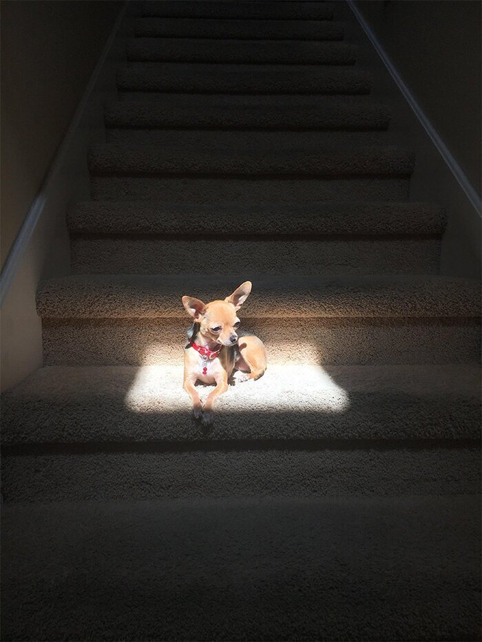 "Моя собака всегда выбирает это место, где светит солнце"