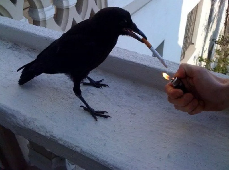 Птичья дедовщина: Как городские птицы доводят друг друга до ручки