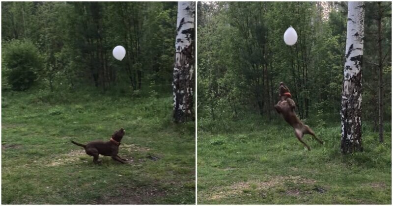 Жизнерадостный пёс играет с воздушным шариком на природе
