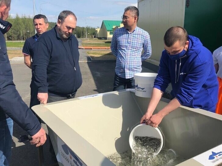 Собский рыбный завод выпустил в р. Обь 5 млн особей муксуна