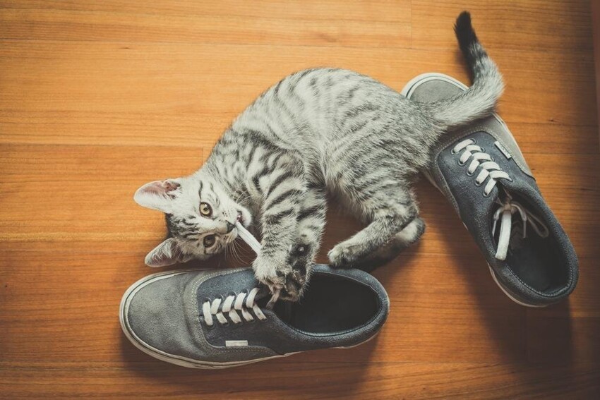 Как отучить кошку гадить в обувь