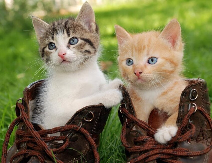 Почему кошки гадят в обувь