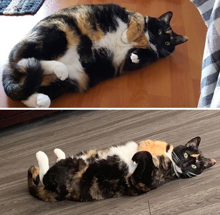 До и после: коты, которые взяли себя в лапы и похудели к лету
