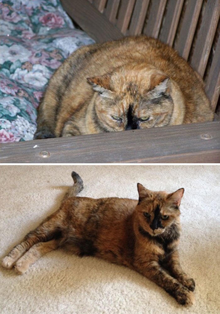 "Моя кошка весит вдвое меньше первоначального веса спустя долгие 12 лет. Она в прекрасной форме!"