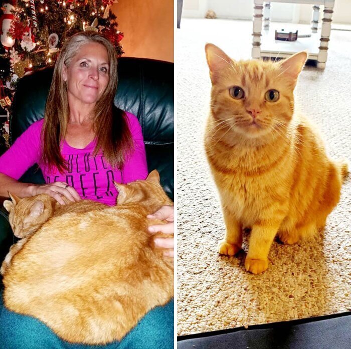 "Мы подобрали нашу вторую кошку 5 лет назад. У нее было много лишнего веса - но диета сделала свое дело"