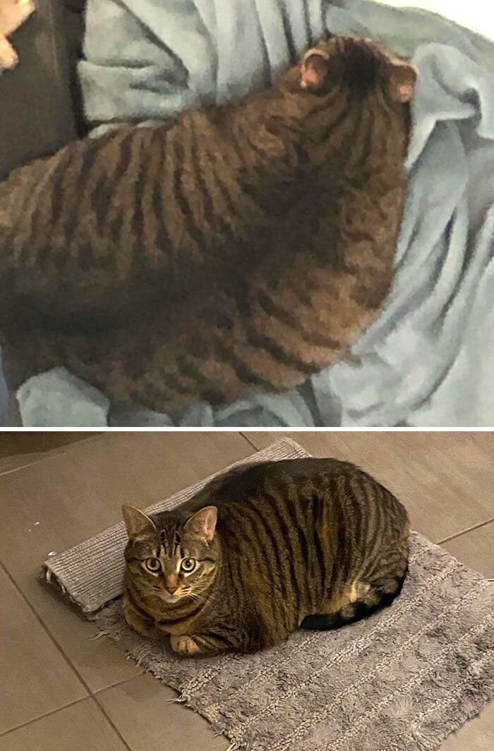 До и после: коты, которые взяли себя в лапы и похудели к лету