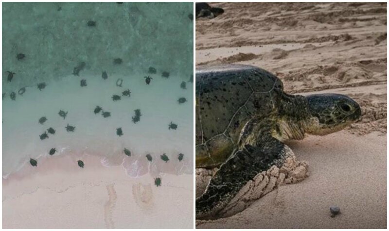 Удивительные кадры: гнездование 64 тысяч зеленых черепах