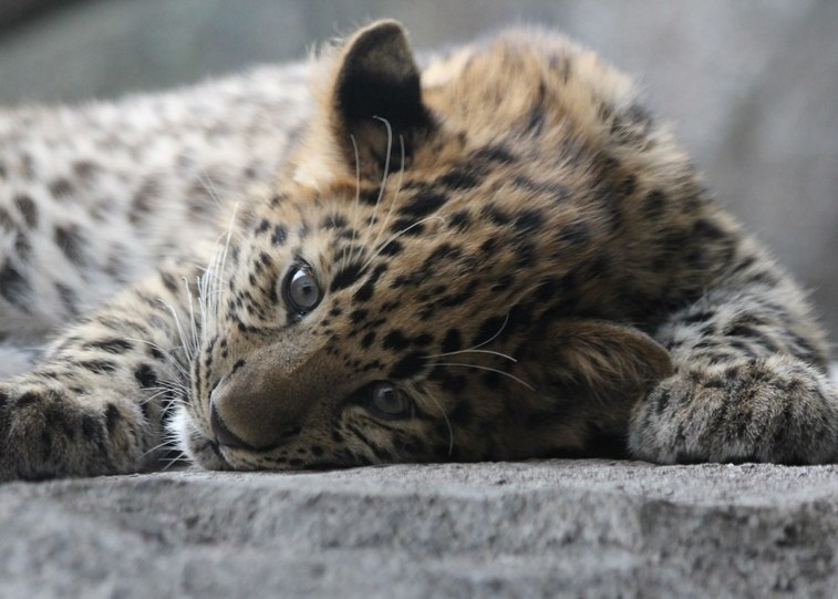 Дальневосточный леопард: Самую редкую кошку в мире гнобят птицы, тигры и человек
