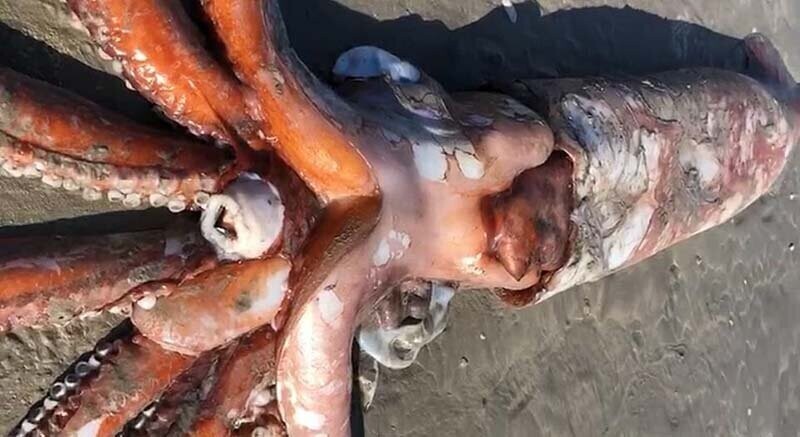 Огромного кальмара  выбросило на берег
