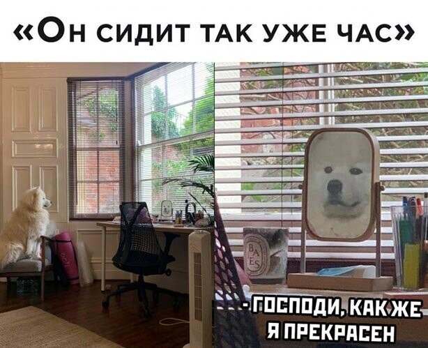 Прикольные и смешные картинки