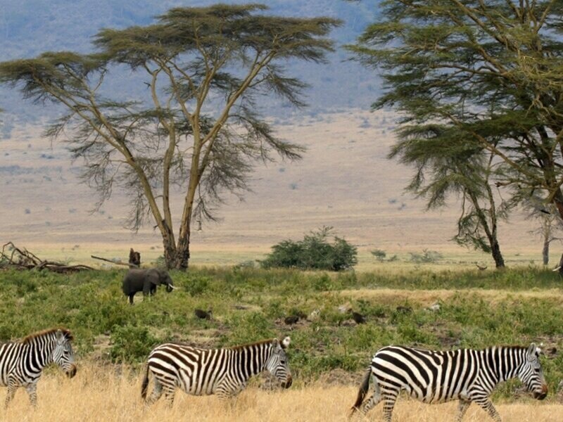 Серенгети, Танзания Площадь: 14 763 км²  