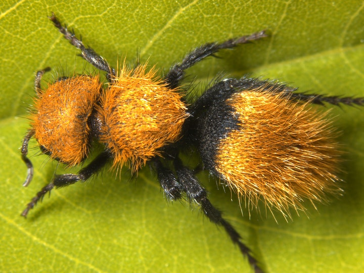 Мохнатые муравьи: Белые, пушистые и очень опасные! Почему это насекомое прозвали убийцей коров?