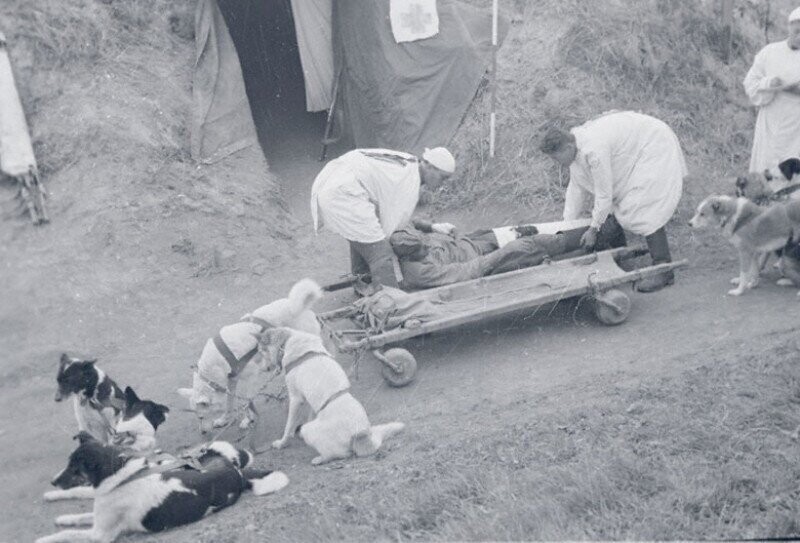 Перевозка раненых в госпиталь на собачьих упряжках. СССР, 1942