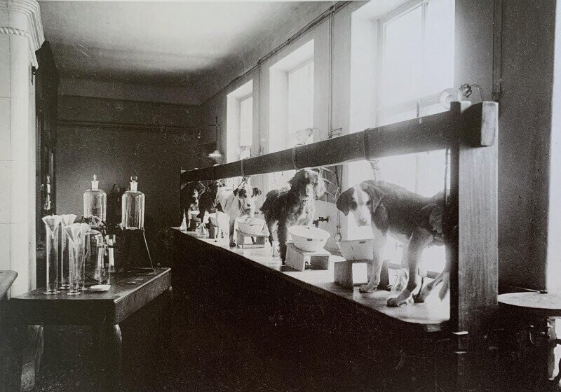 Собаки Ивана Павлова в его лаборатории, 1904