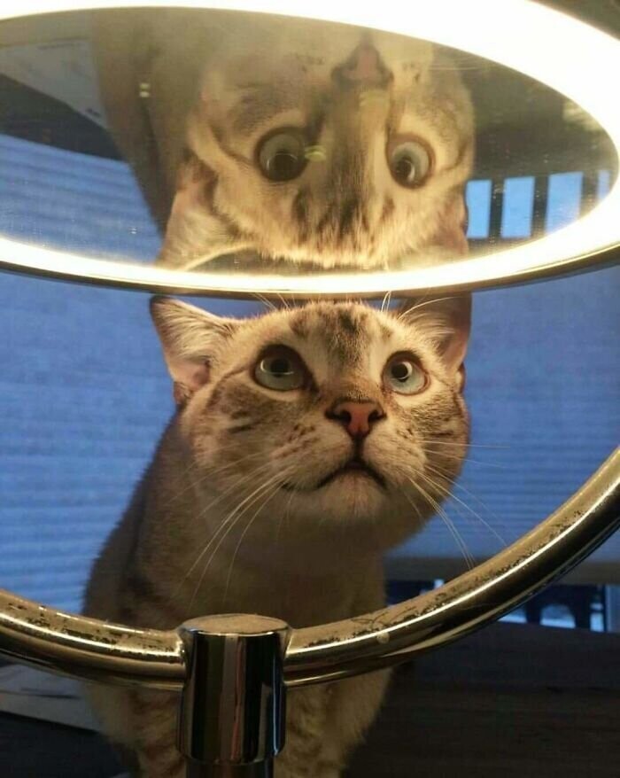 30 домашних животных, которые увидели себя в зеркале