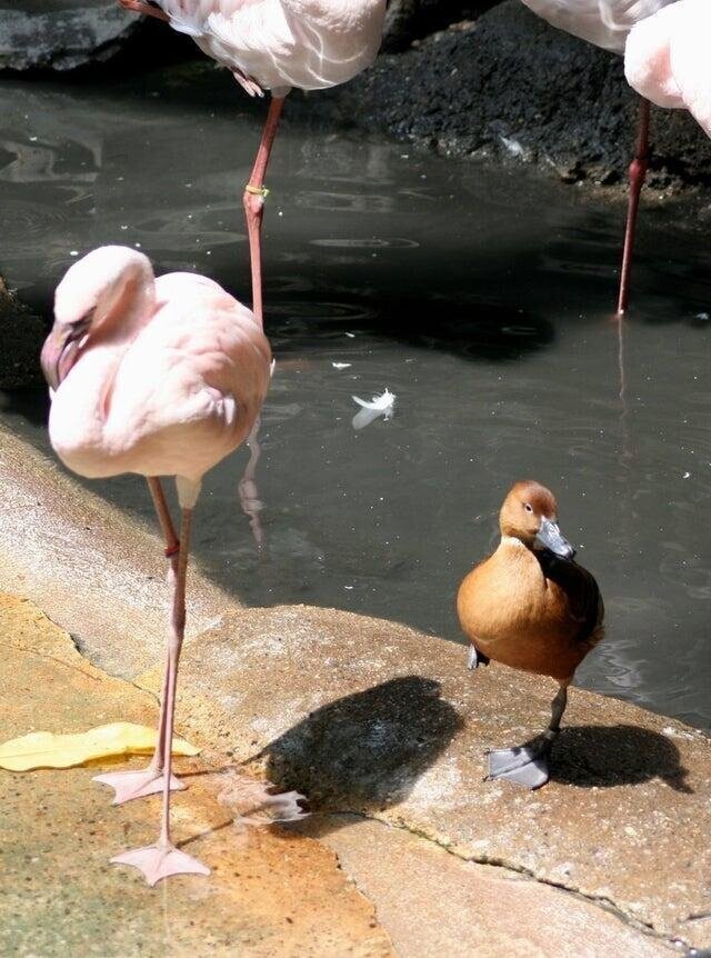 Утка маскируется под фламинго