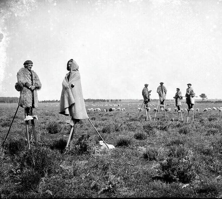 Пастухи из Гаскони использовали ходули, которые помогали им ходить по болотистой местности, Франция, 1895 год