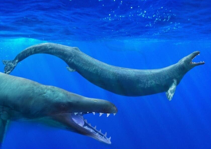 Базилозавр: Смешные маленькие ножки. 45-метровый кит-змея!