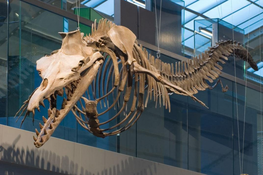 Базилозавр: Смешные маленькие ножки. 45-метровый кит-змея!