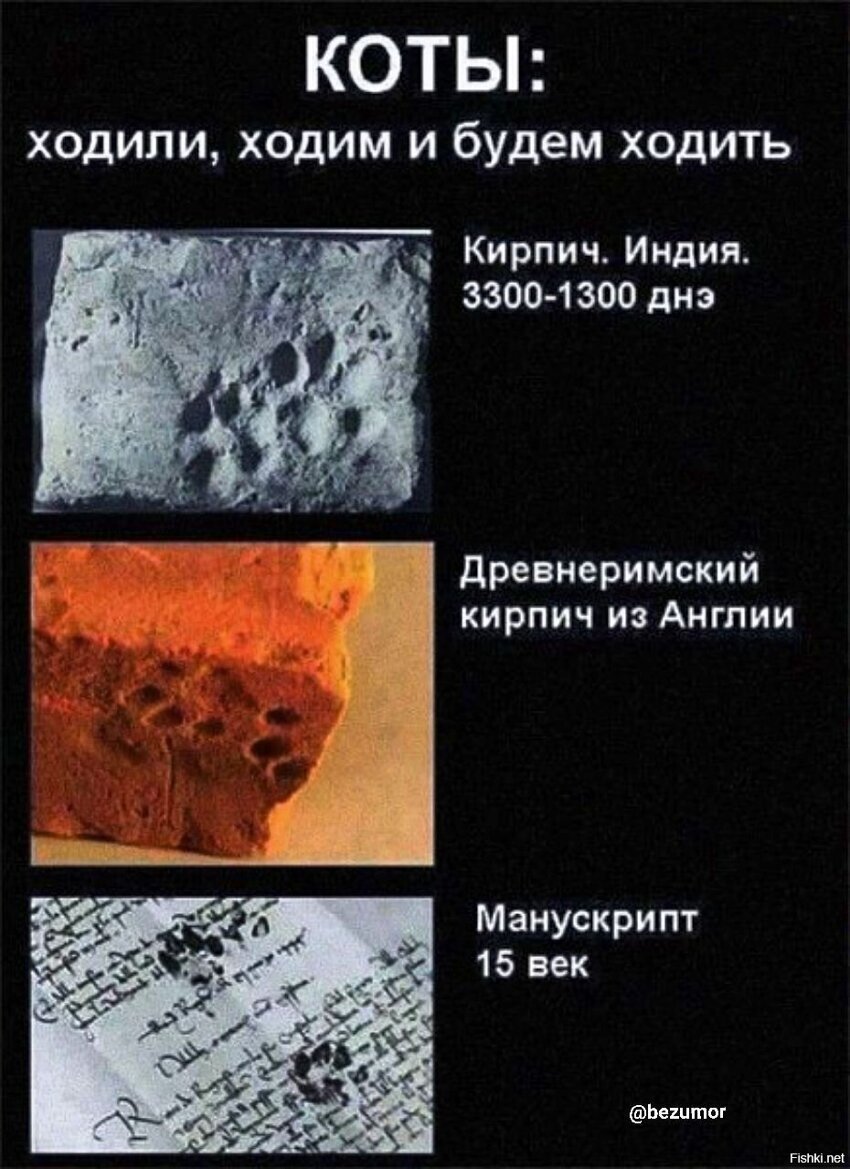 Для домашнего зверья