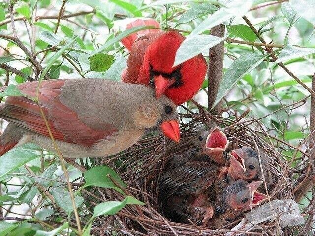 Красный кардинал: Та самая птичка из Angry Birds. И она реально оказалась безумной!