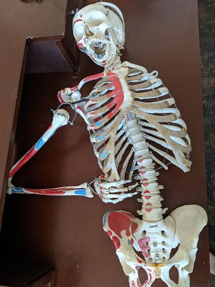 28. "У меня есть настоящий скелет в шкафу. Родственники купили его 30 лет назад на аукционе медицинской школы"