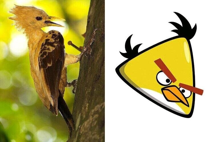 Кремовый целус: Блудливый дятел. Та самая жёлтая птица из Angry Birds в реальности