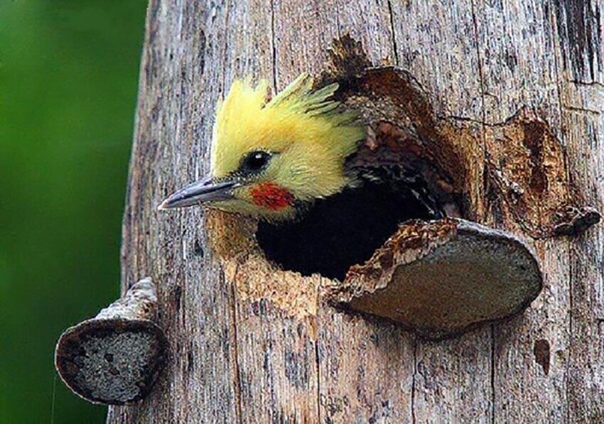 Кремовый целус: Блудливый дятел. Та самая жёлтая птица из Angry Birds в реальности