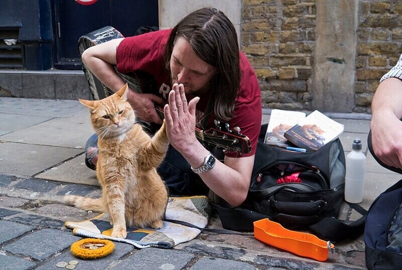 В Лондоне умер герой книг-бестселлеров рыжий уличный кот Боб