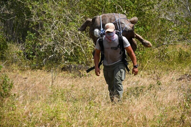 Мужчина несет на спине огромную столетнюю черепаху, чтобы вернуть ее на родной остров Эспаньола