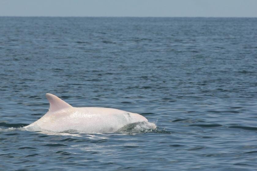 В бухте Чёрного моря заметили редчайшего дельфина-альбиноса