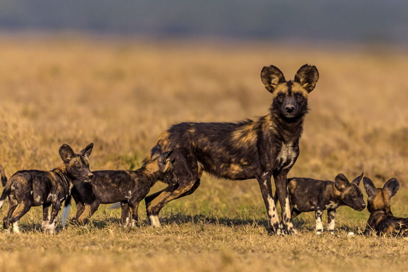 Дикие африканские собаки: Львы, леопарды и гиены просто милые пупсики по сравнению с ними