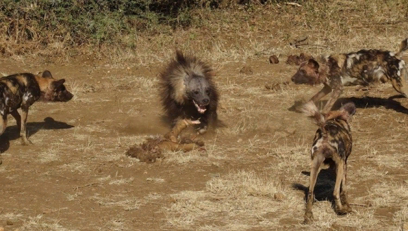 Дикие африканские собаки: Львы, леопарды и гиены просто милые пупсики по сравнению с ними