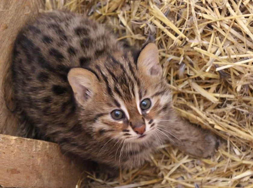 Амурская кошка: В тайге даже котики валят косуль