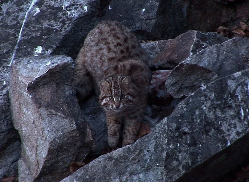 Амурская кошка: В тайге даже котики валят косуль