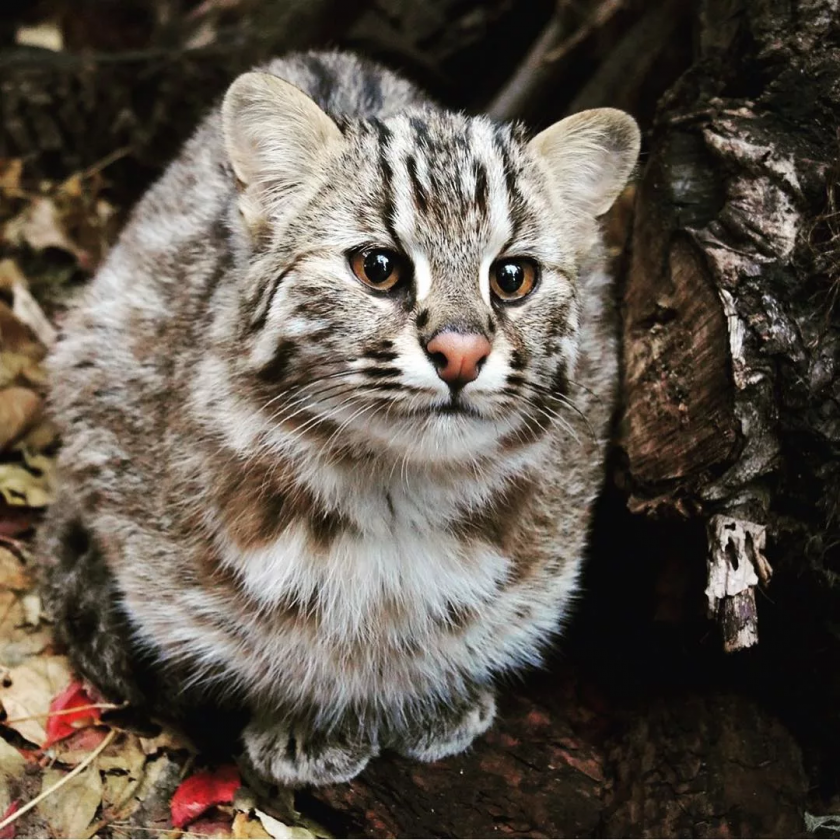 Амурская кошка: В тайге даже котики валят косуль