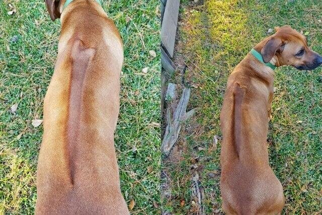 Порода собак Риджбек с гребнем на спине, шерсть на котором растёт в другую сторону