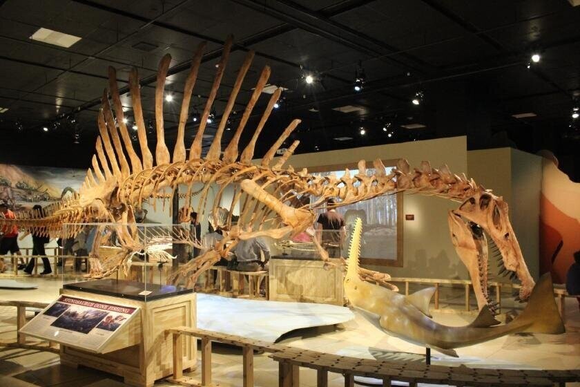 Спинозавры: Акулы на завтрак, обед и ужин. Водоплавающий монстр, ставший царём древних озёр