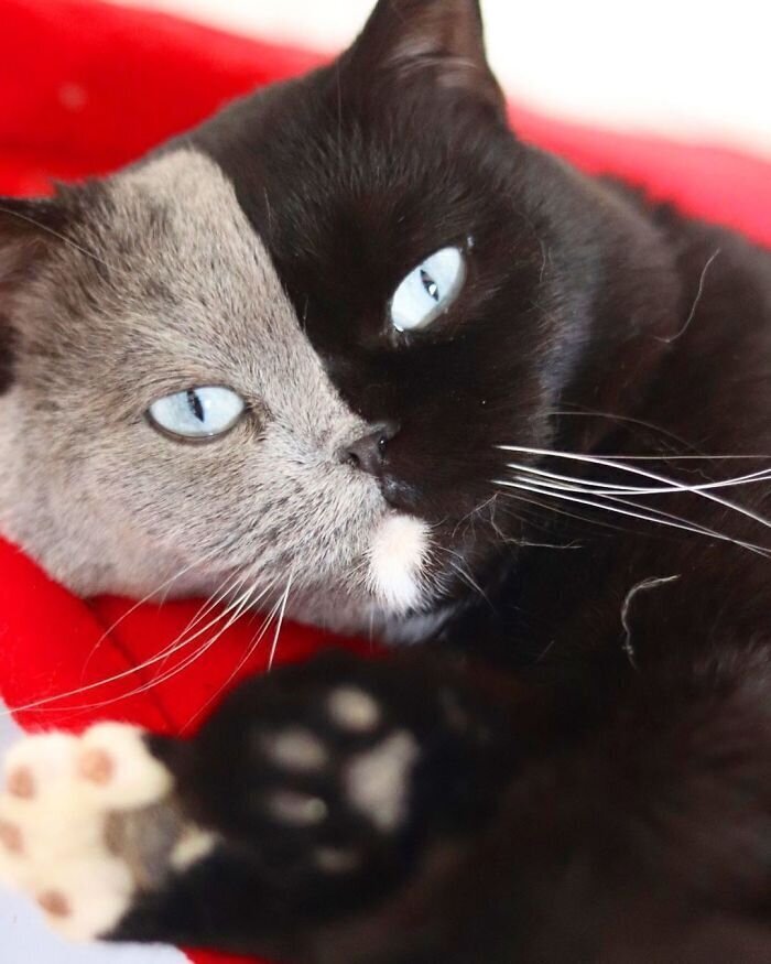 Кот с необычной черно-серой мордой стал отцом - и вот как выглядят его отпрыски