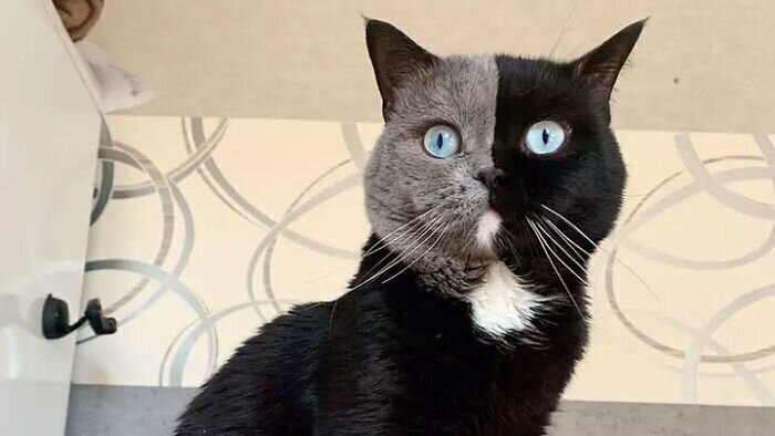 Кот по кличке Нарния покорил Интернет своей уникальной внешностью еще в 2018 году
