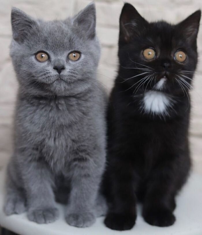 Недавно он стал отцом для двух чудесных котят - и один из них серый, а другой - черный!