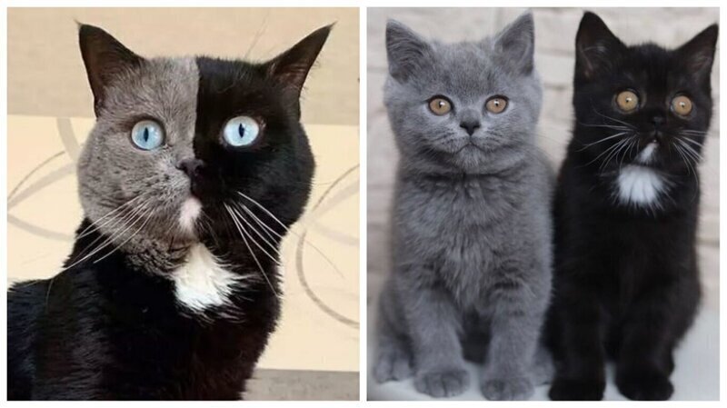 Кот с необычной черно-серой мордой стал отцом - и вот как выглядят его отпрыски