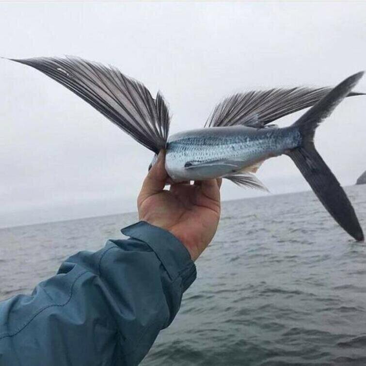 Летучая рыба вблизи